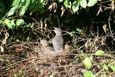 Amsel-9-Tag-17.jpg